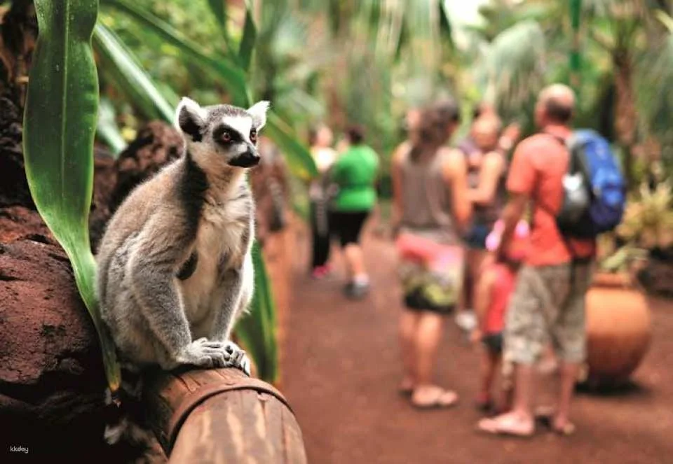 Oasis Wildlife Fuerteventura entrance with lemur experience
