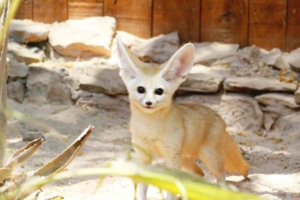 Oasis Wildlife Fuerteventura entrance with lemur experience