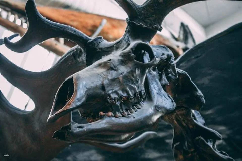 London Natural History Museum With German In-App Audio Tour