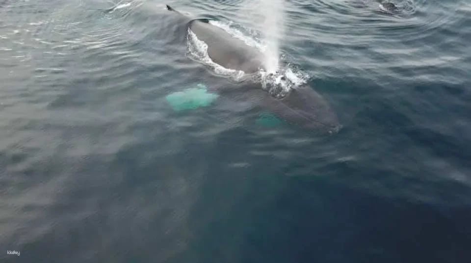 Polar whale safari from Tromso by boat