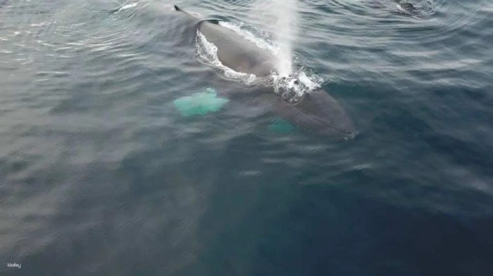 Polar whale safari from Tromso by boat