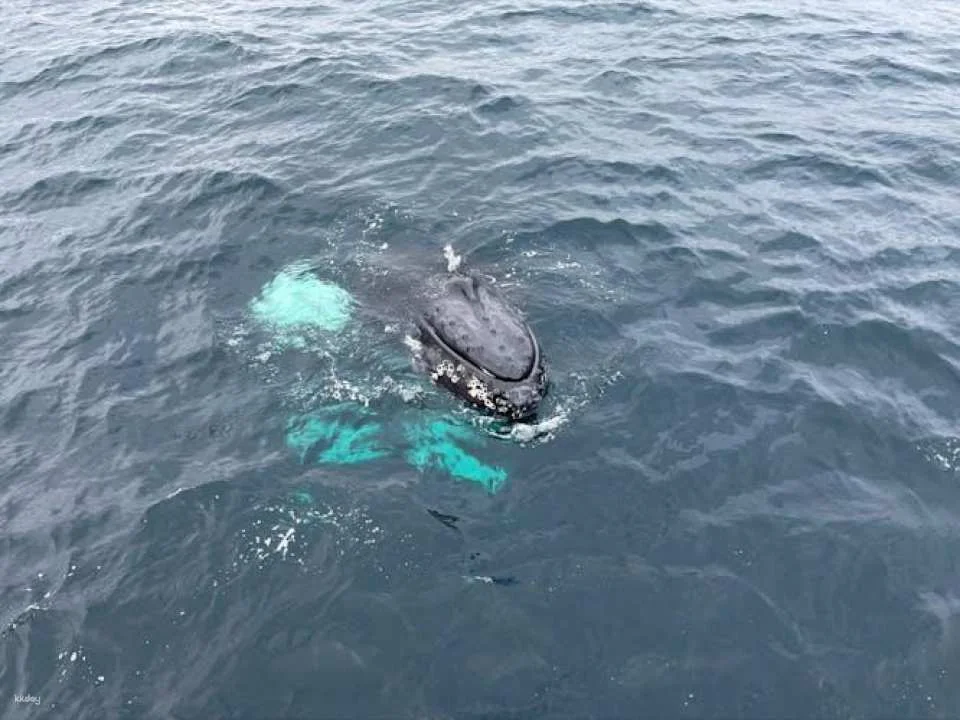 Polar whale safari from Tromso by boat