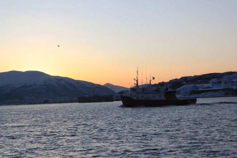 Polar whale safari from Tromso by boat