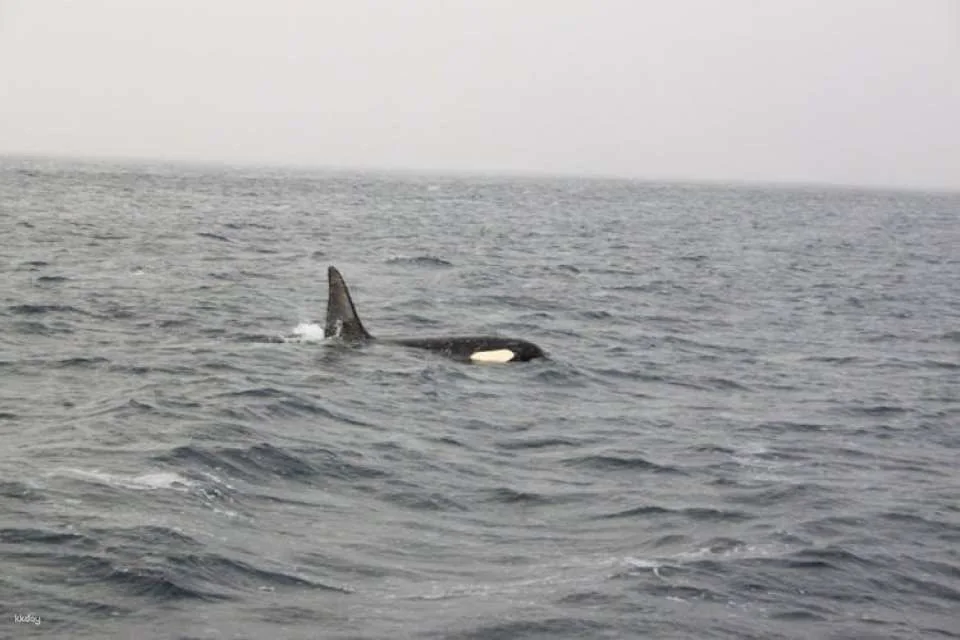 Polar whale safari from Tromso by boat