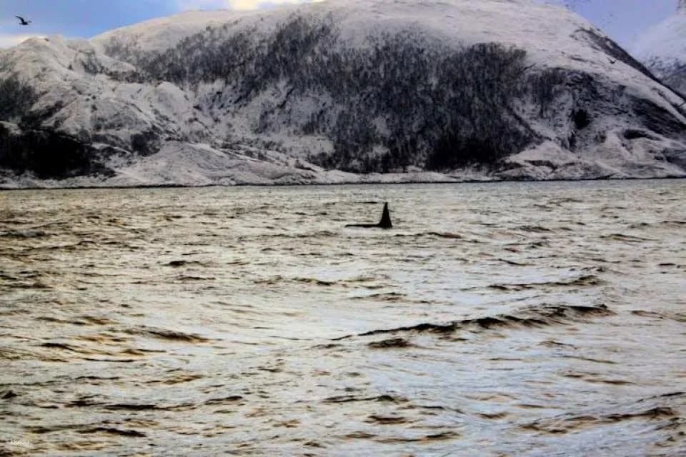 Polar whale safari from Tromso by boat
