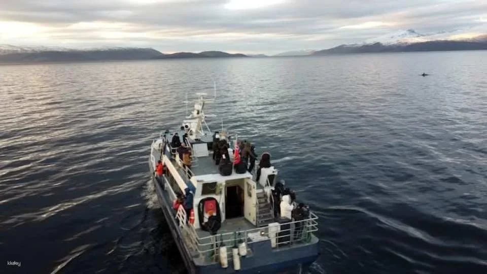 Polar whale safari from Tromso by boat