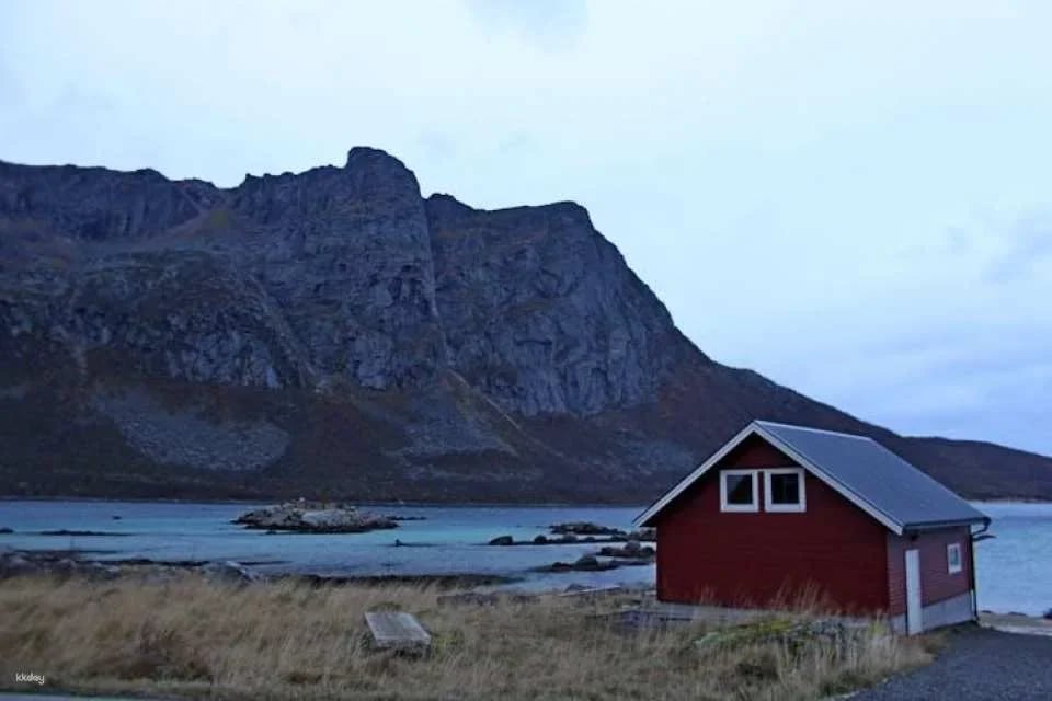 Polar whale safari from Tromso by boat