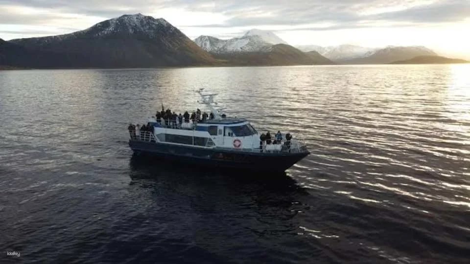 Polar whale safari from Tromso by boat
