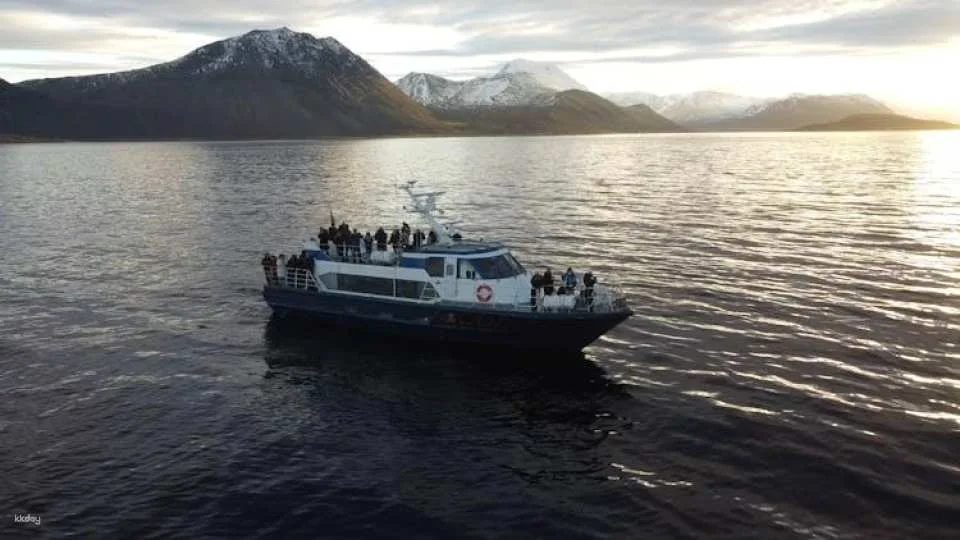 Polar whale safari from Tromso by boat