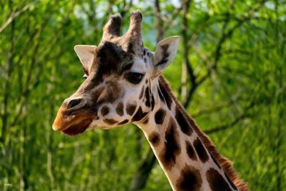 Prague Zoo ticket with online audio guide