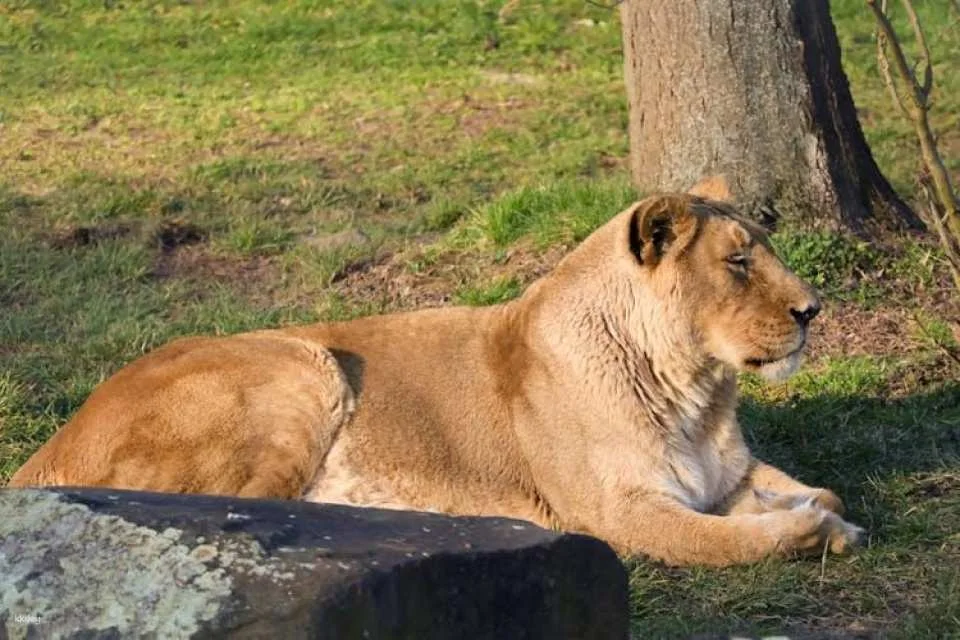 Prague Zoo ticket with online audio guide