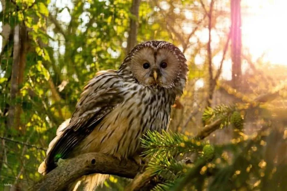 Prague Zoo ticket with online audio guide