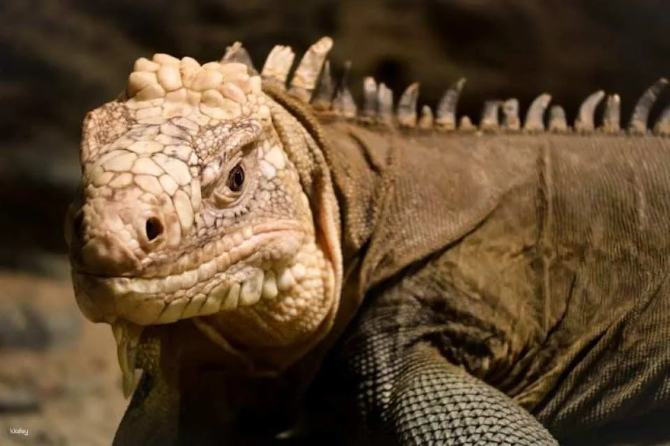 Prague Zoo ticket with online audio guide