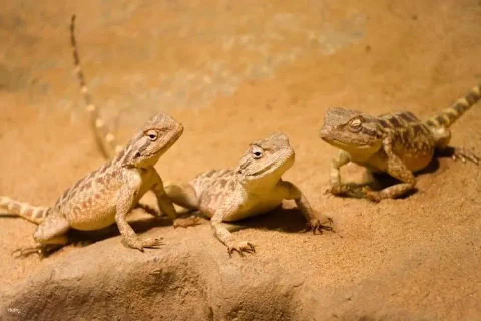Prague Zoo ticket with online audio guide