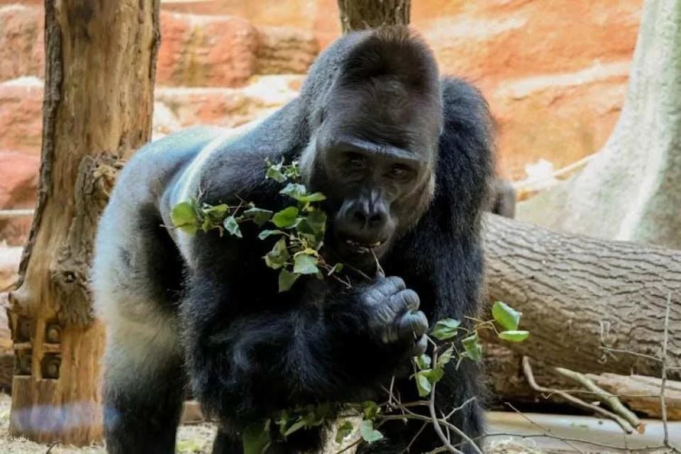 Prague Zoo ticket with online audio guide