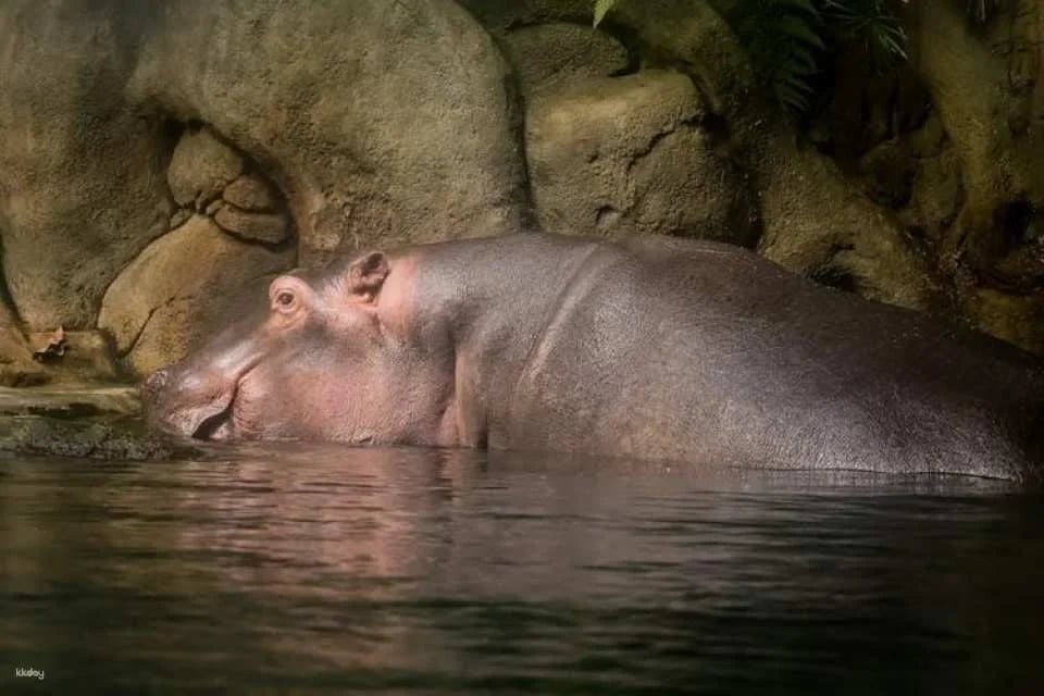 Prague Zoo ticket with online audio guide