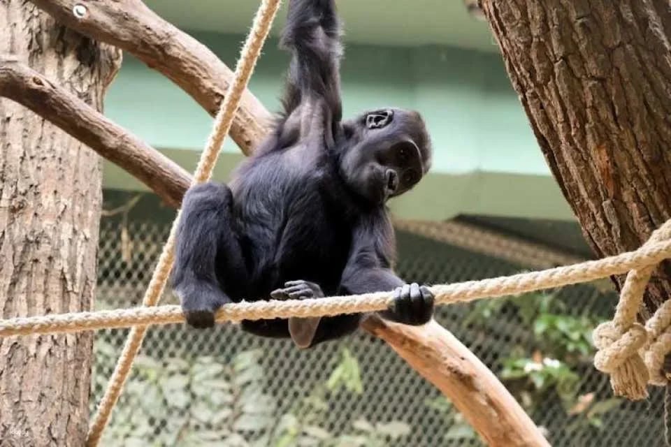 Prague Zoo ticket with online audio guide