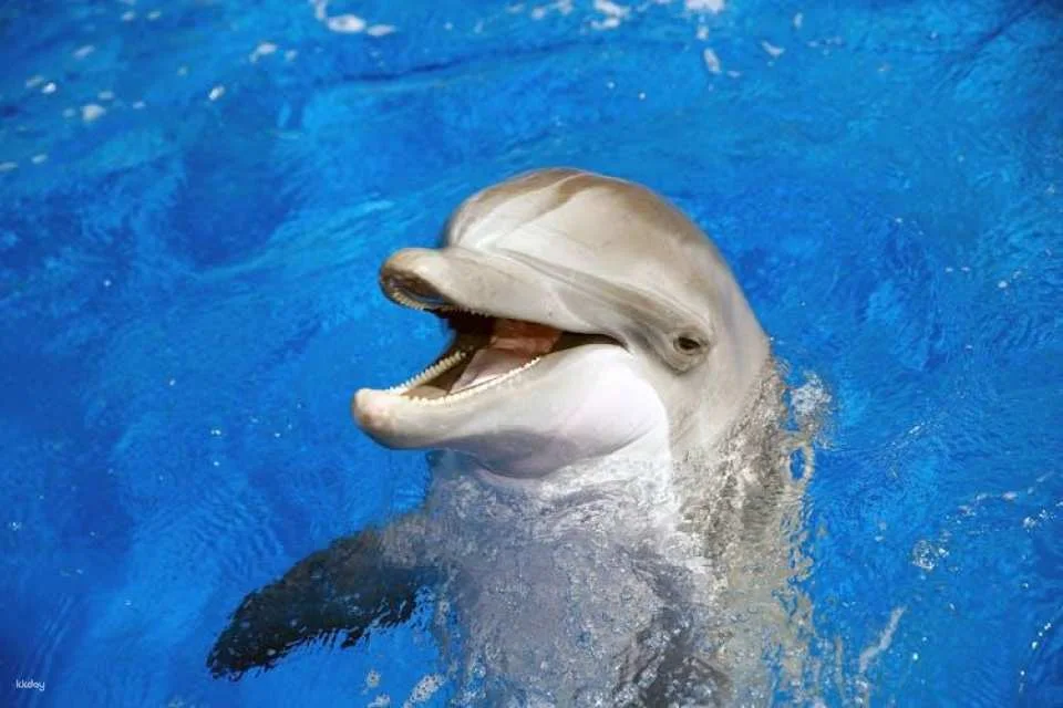 Marineland Catalunya with Transport