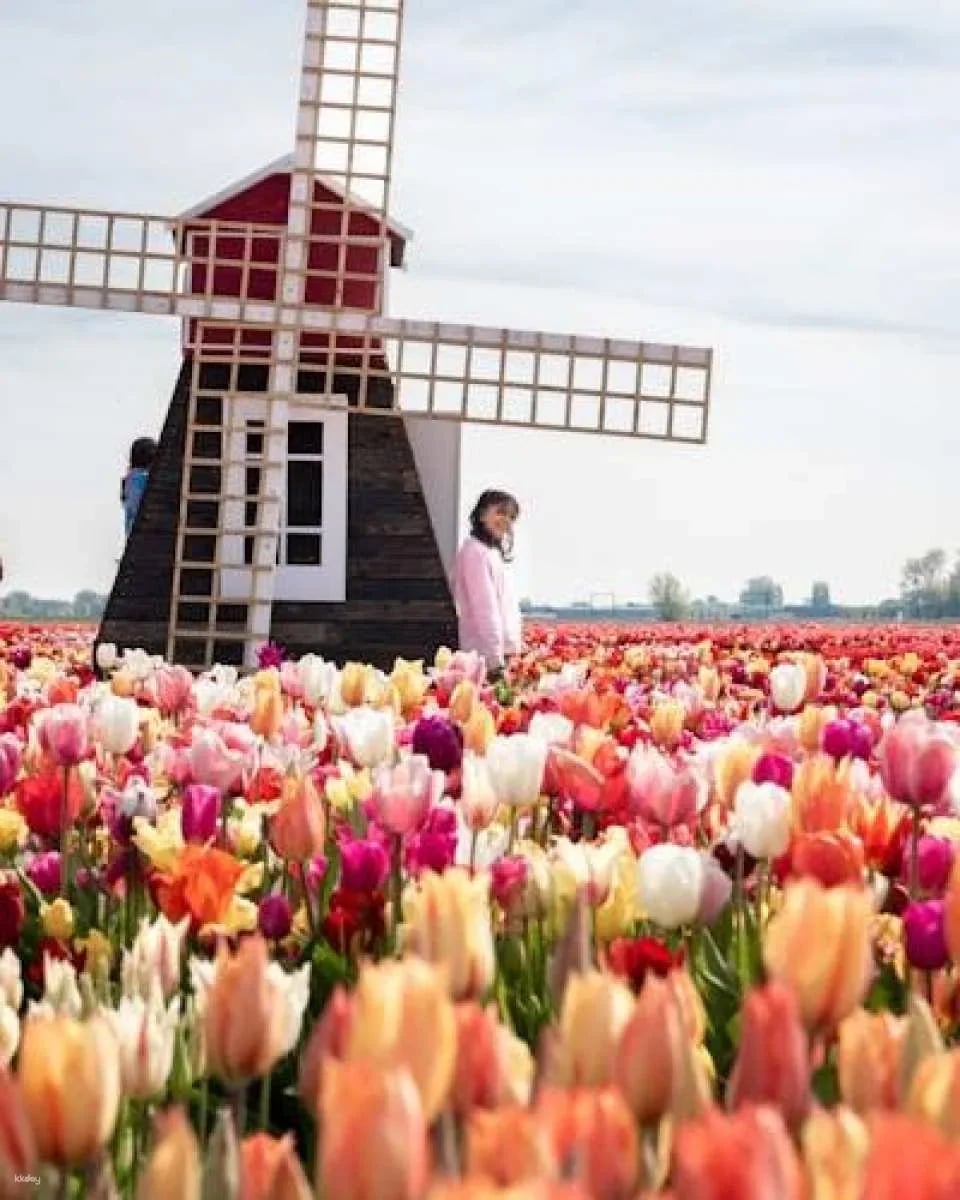 Tulip experience self-guided half-day tour in Amsterdam