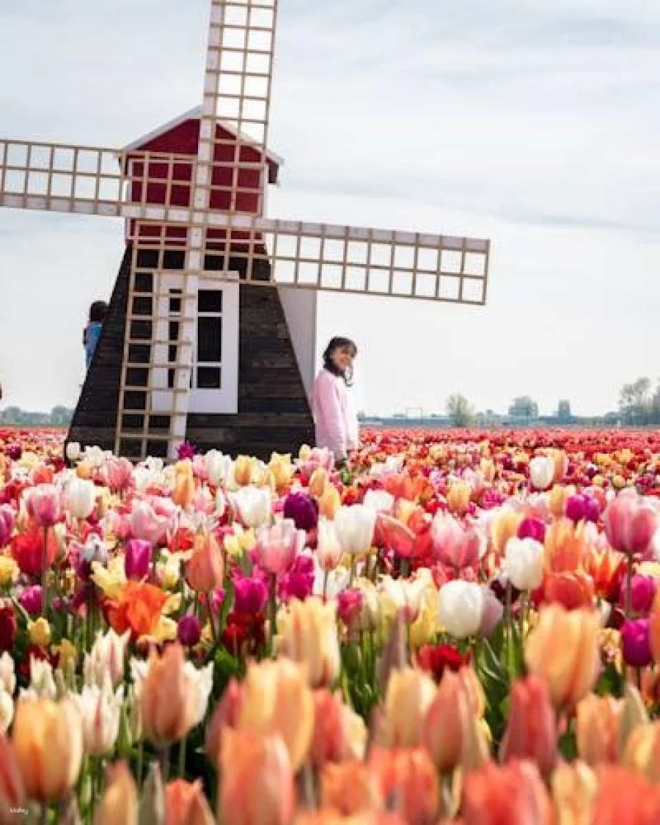 Tulip experience self-guided half-day tour in Amsterdam