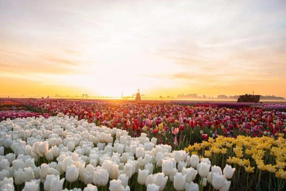 Tulip experience self-guided half-day tour in Amsterdam
