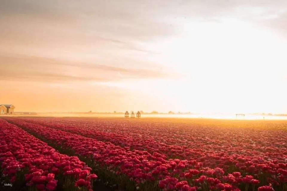 Tulip experience self-guided half-day tour in Amsterdam