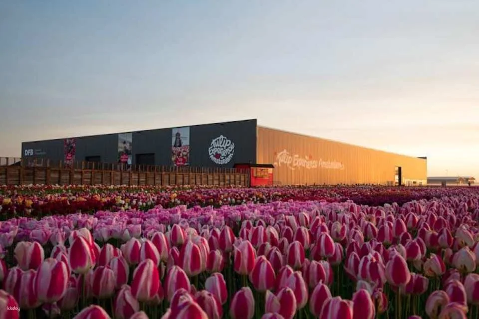 Tulip experience self-guided half-day tour in Amsterdam