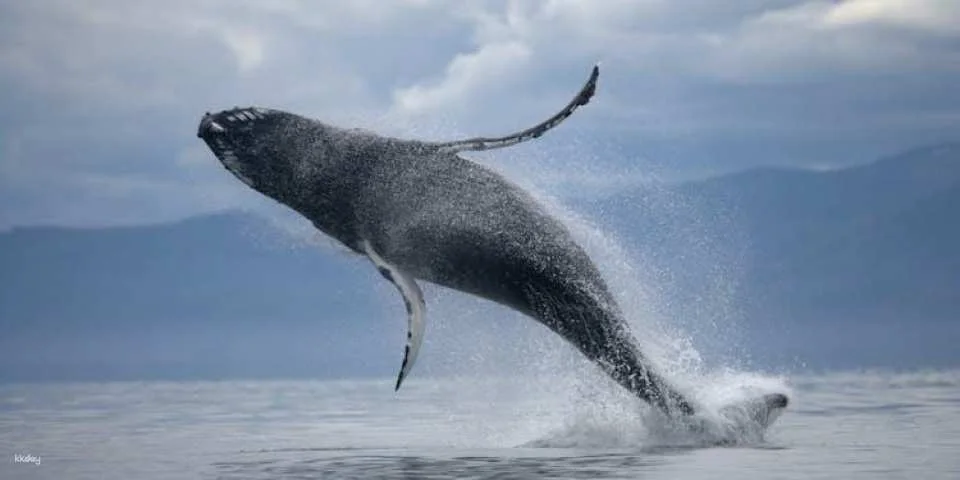 ATV riding and whale watching combo