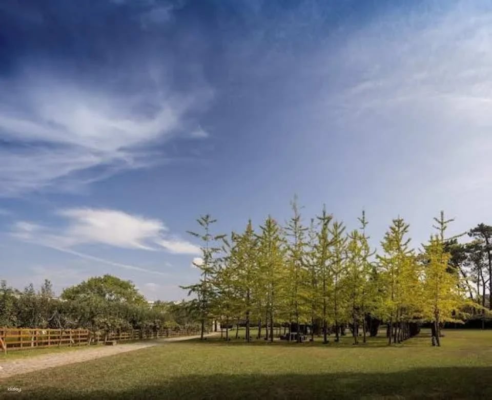 Serralves All-Access Pass