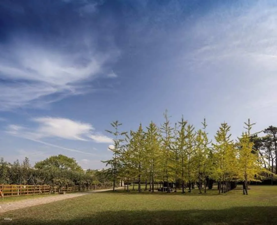 Serralves All-Access Pass