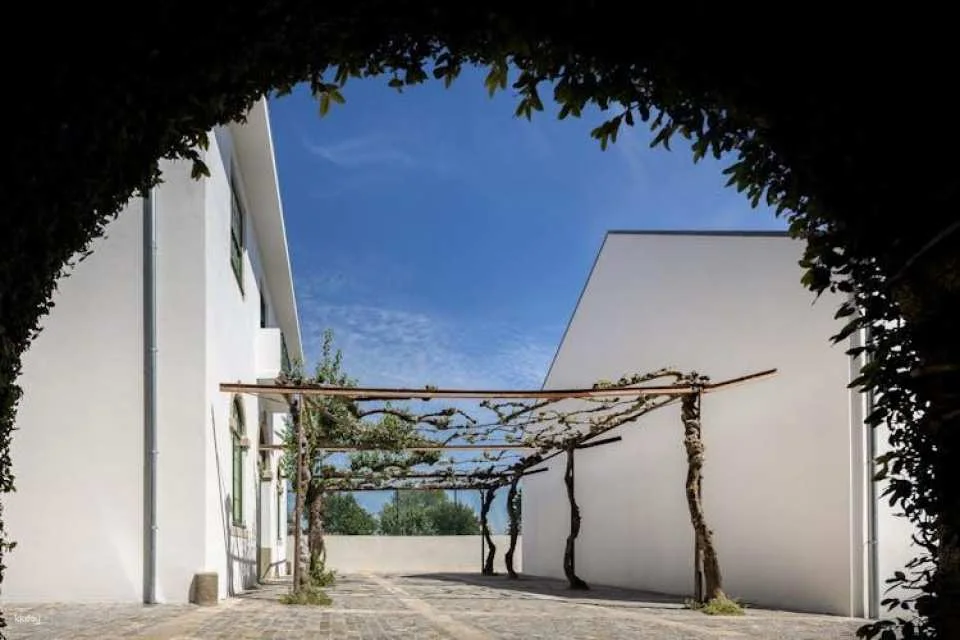 Serralves All-Access Pass