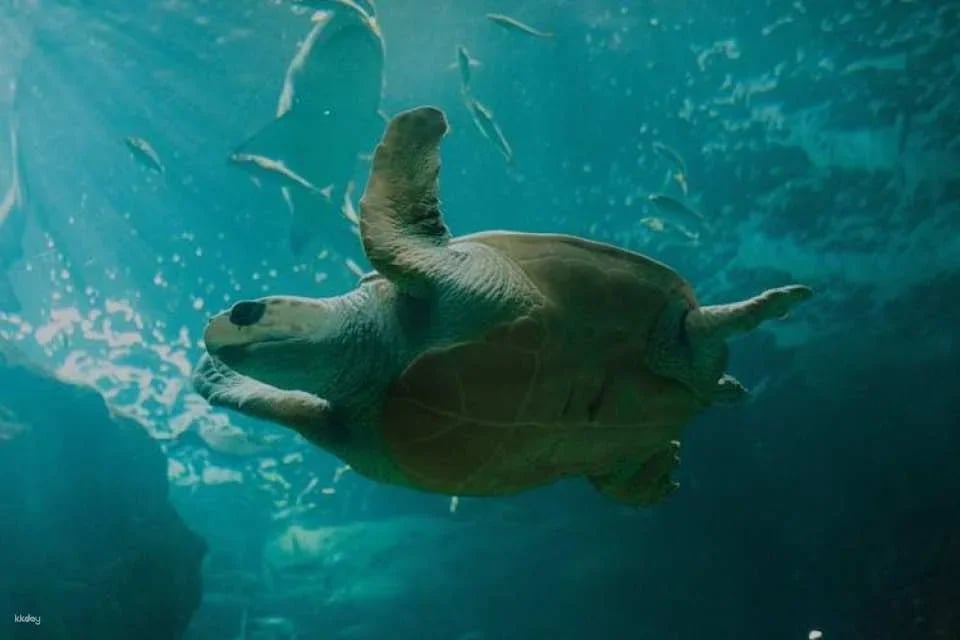 Acuario de Gijón Skip-the-Line Tickets