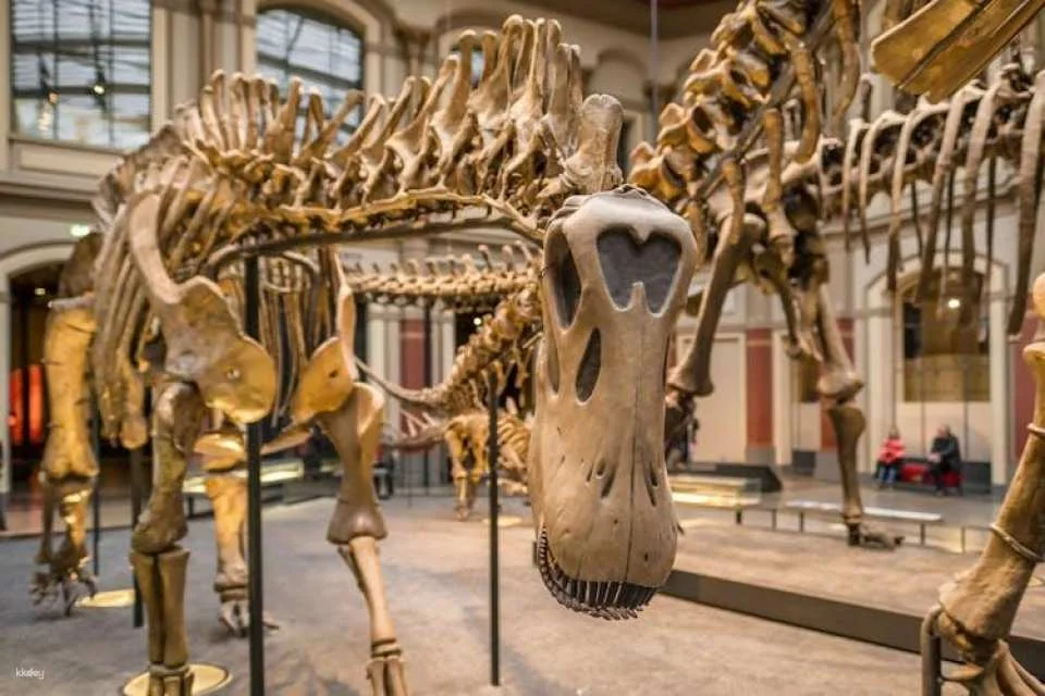 Berlin Natural History Museum guided audio tour ticket