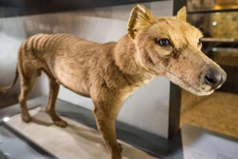 Berlin Natural History Museum guided audio tour ticket