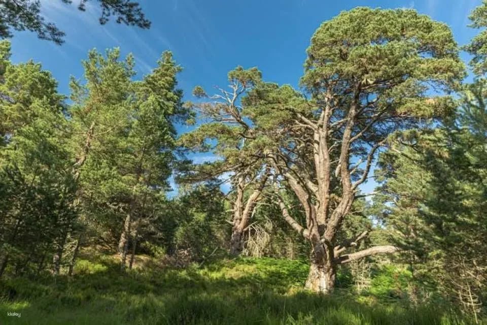 Scottish Highlands full-day guided walking tour
