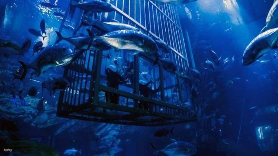 Dubai Aquarium and Underwater Zoo gold pass