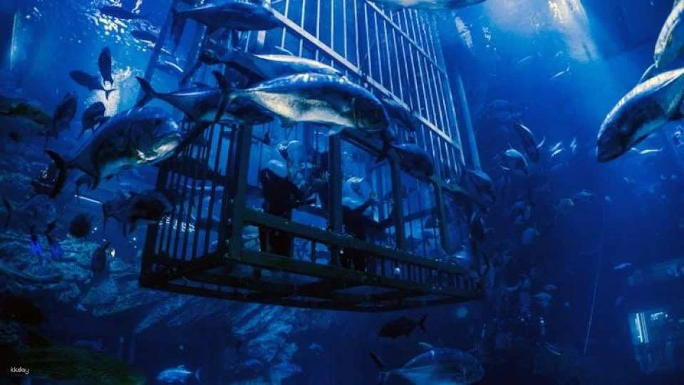 Dubai Aquarium and Underwater Zoo gold pass