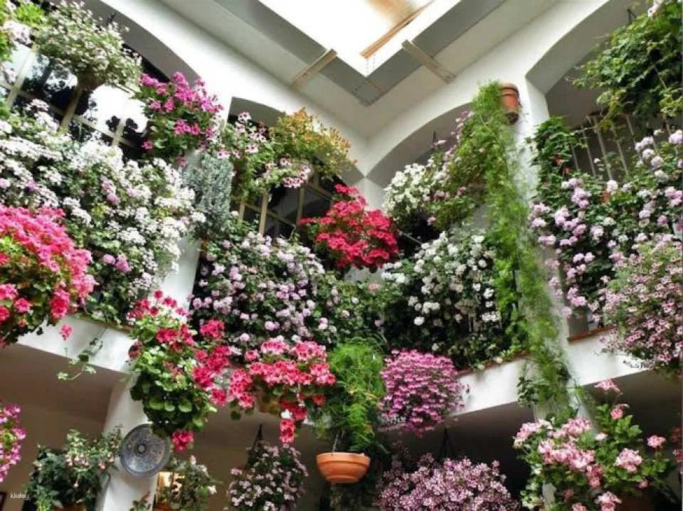 Patios of Cordoba guided tour