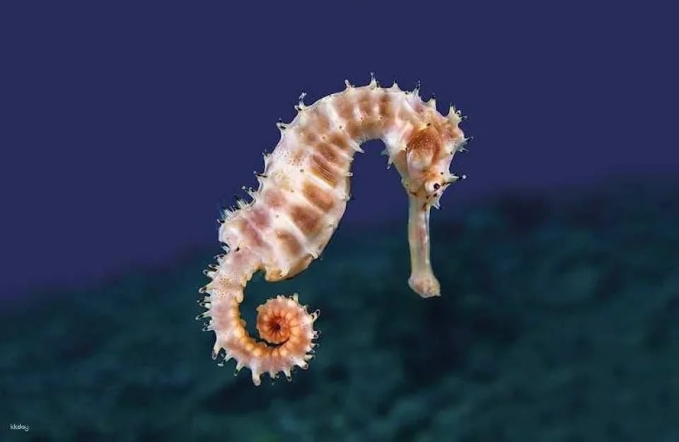 Palma Aquarium ticket