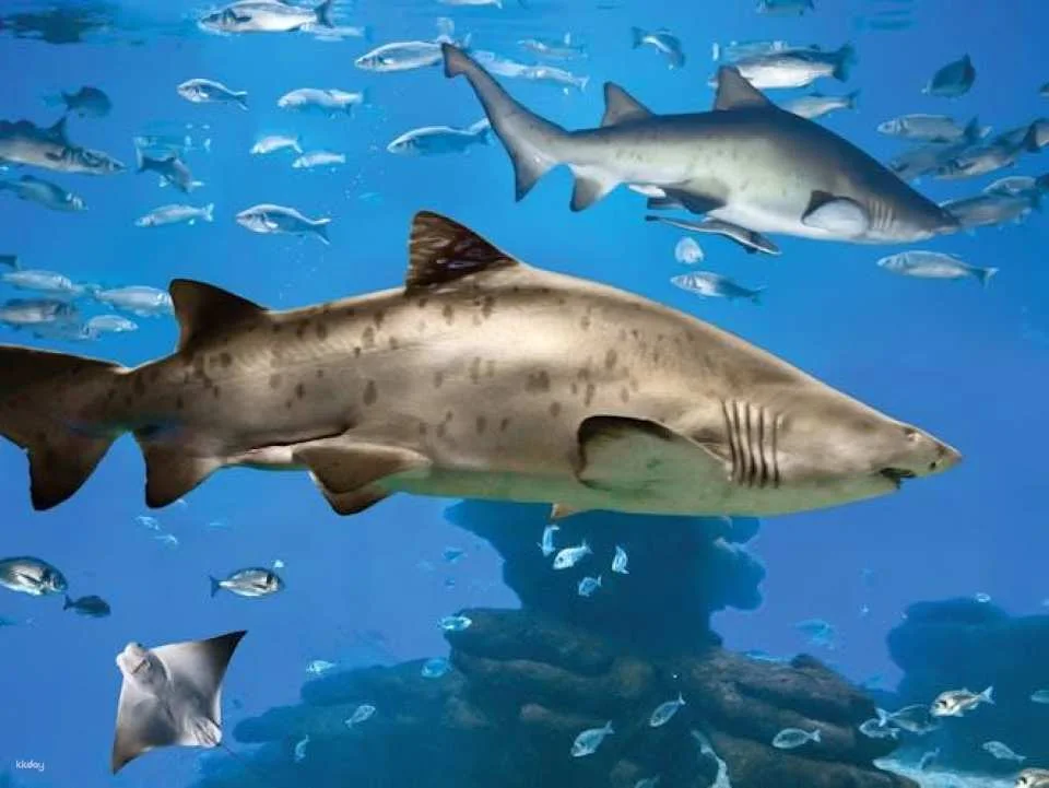Palma Aquarium ticket