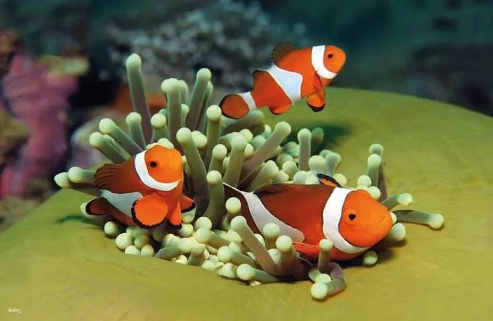 Palma Aquarium ticket