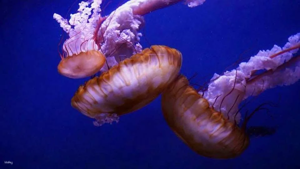 Oceanografic entrance tickets