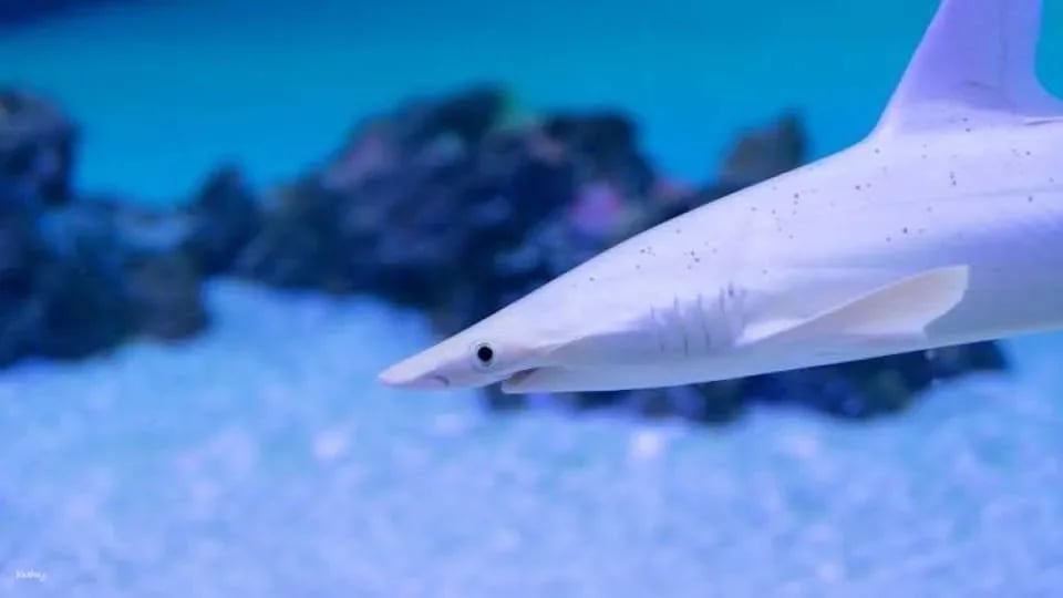 Oceanografic entrance tickets