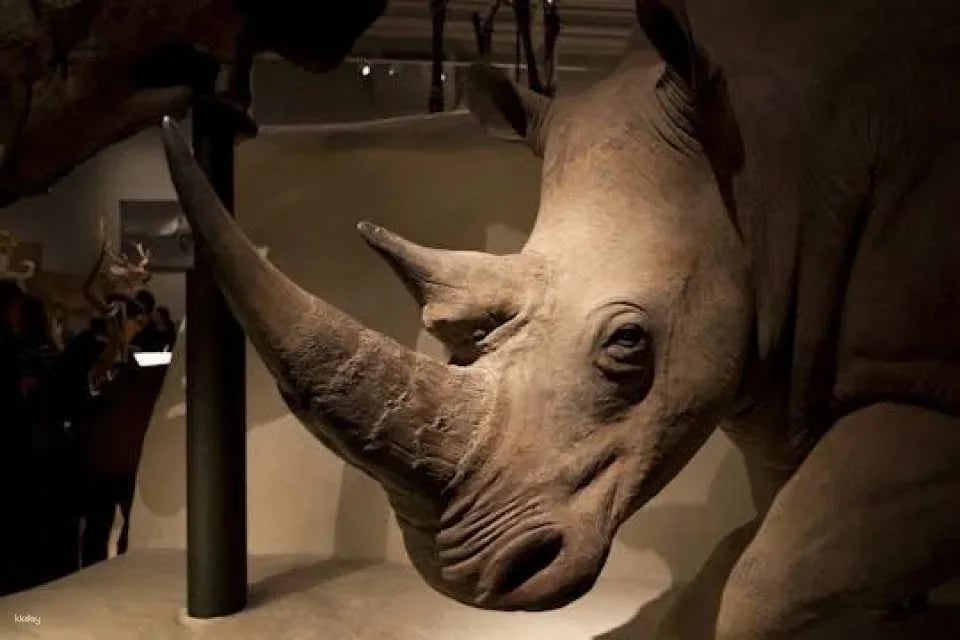 National Museum of Scotland In-App Audio Guided Tour