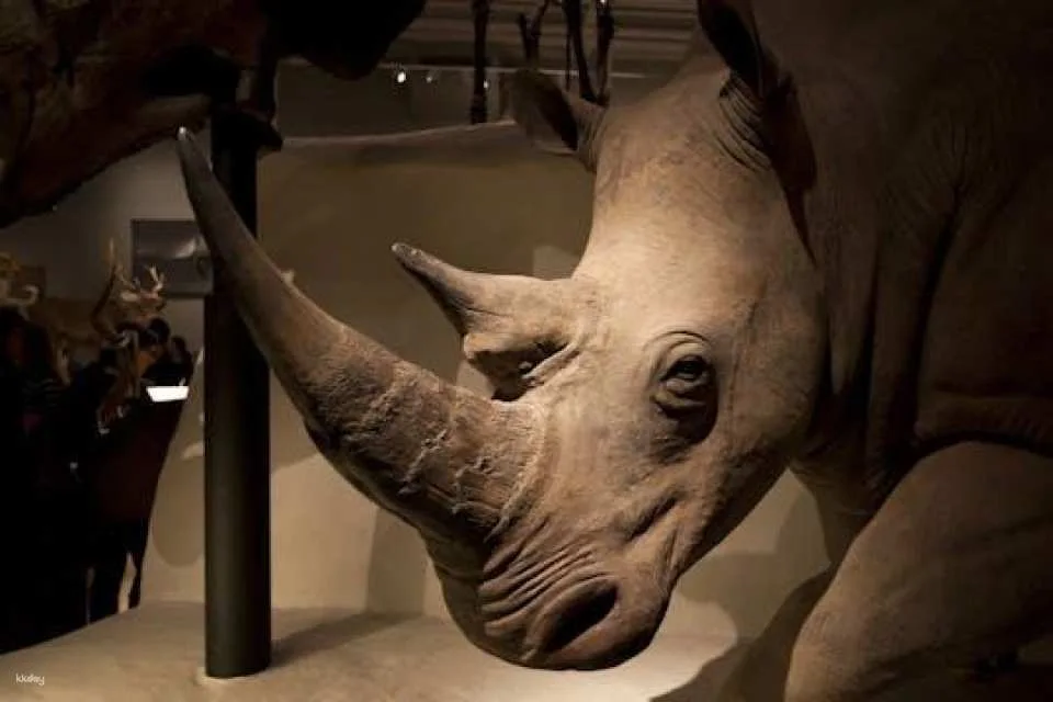 National Museum of Scotland In-App Audio Guided Tour (611910)