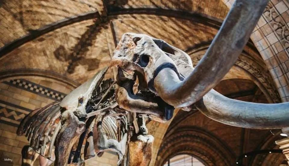 London Natural History Museum reserved entry and audio tour