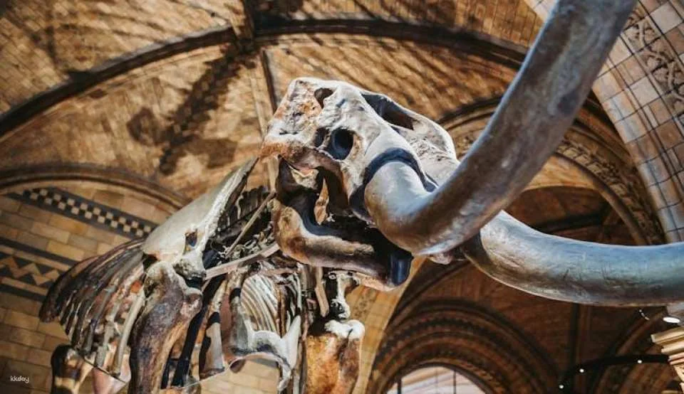 London Natural History Museum reserved entry and audio tour