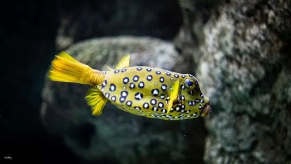 Tickets to the Lanzarote Aquarium in Costa Teguise