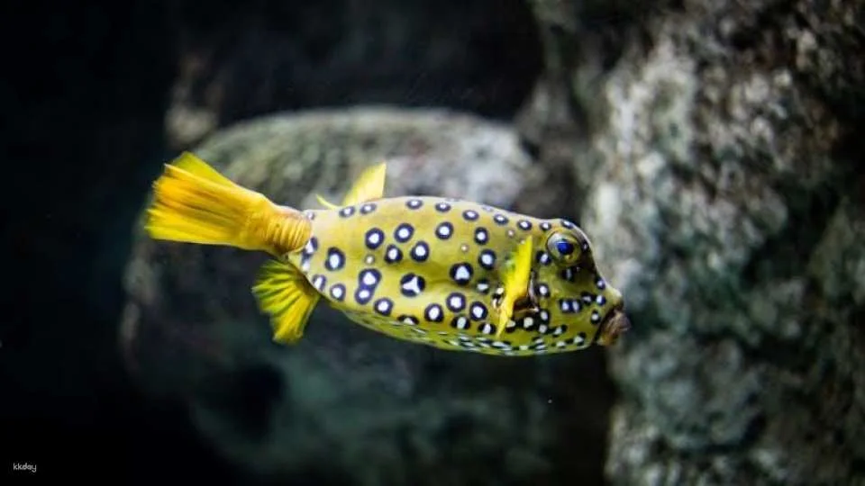 Tickets to the Lanzarote Aquarium in Costa Teguise