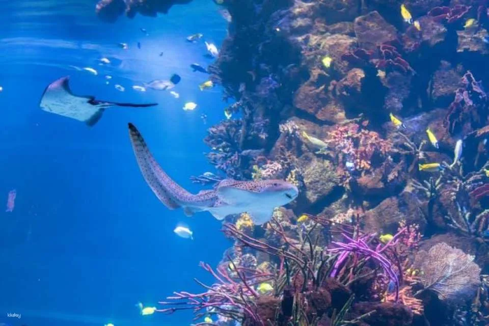 Tickets to the Lanzarote Aquarium in Costa Teguise